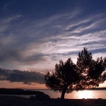 nature___Tree___Punat, Croatia.