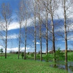 nature___Trees___Josipdol, Croatia.