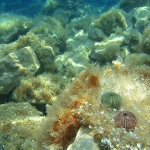 nature___Urchins___Punat, Croatia.