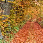 nature___Walking By The Wood___Begovo Razdolje, Croatia.
