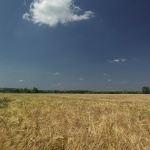 nature___Wheat___Baranja, Croatia.