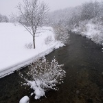 nature___White Bouquet___Ogulin, Croatia.