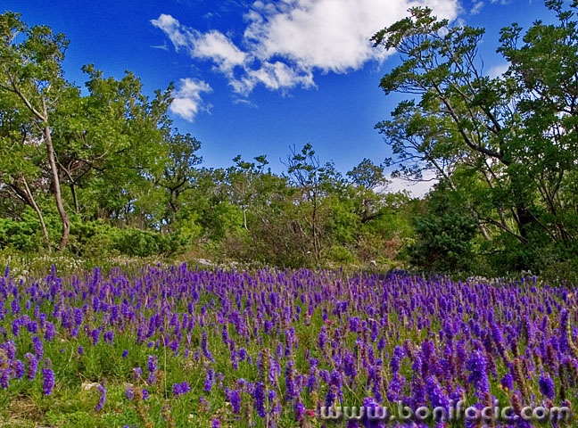 nature___Wild Flowers___Northern Velebit, Croatia.