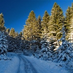 nature___Wood Edging___Krasno, Croatia.