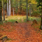 nature___Wood Interior___Fuzine, Croaia.