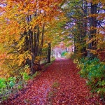 nature___Wood Madness___Bjelolasica, Croatia.