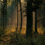 nature___Wood Magic___Kupinovac, Croatia.