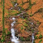 nature___Wood Vein___National Park Risnjak, Croatia.