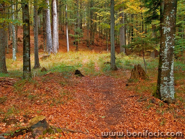 nature___Wood Interior___Fuzine, Croaia.