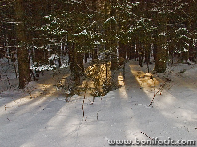 nature___Wood Light___Mrkopalj, Croatia.