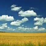 nature___Yellow Field___Vukovar, Croatia.