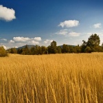 nature___Yellow Grass Of Home___Kupjak, Croatia.