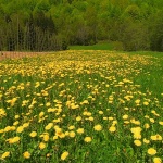 nature___Yellows___Loz, Slovenia.