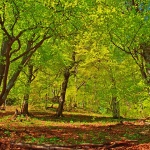 nature___Young Foliage___National Park Plitvice, Croatia.