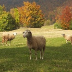 animals___Curious Sheeps___Begovo Razdolje, Croatia.