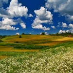 poljenebosabljakselo1mal