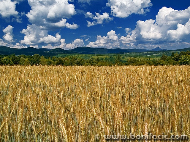 poljepsenicacerovnik1mal