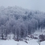 panorama___Winter Wood___Lika, Croatia,