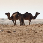 animals___Double - Headed Camel___Sahara, Tunisia.