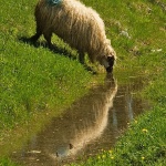 ovcebaskeostarije1mal