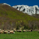 ovcebaskeostarije1mal