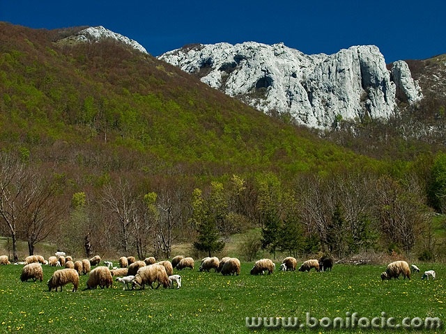 ovcebaskeostarije1mal
