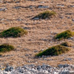 kornati13mal