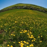 maskacki1smiljan_MAL