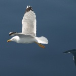 animals___Faster Than Shadow___