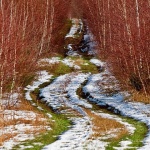 gorskikotarsumaput2mal