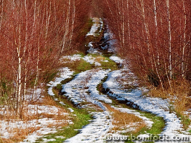 gorskikotarsumaput2mal