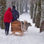 sanjkepsecazaprega1mal