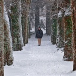 drvoredsnigdelnice1mal