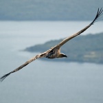 animals___Griffon Vultures___Beli, Croatia.