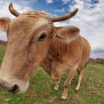 animals___La Muuuuu___Risika, Croatia.