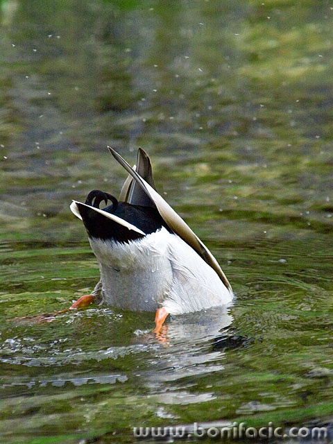 divepatka1mal