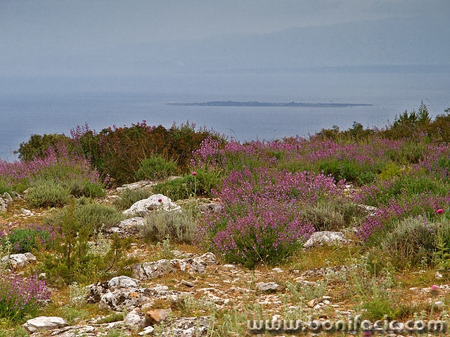 losinj3mal