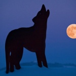 animals___Lunatic___Josipdol, Croatia.