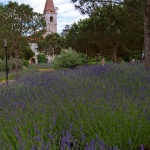 lavanda1mal