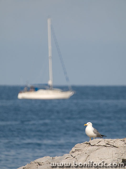 galebjedrilica1mal