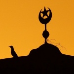 animals___Morning Pray___Atlas, Tunisia.