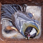 animals___Nestle___Cerovnik, Croatia.