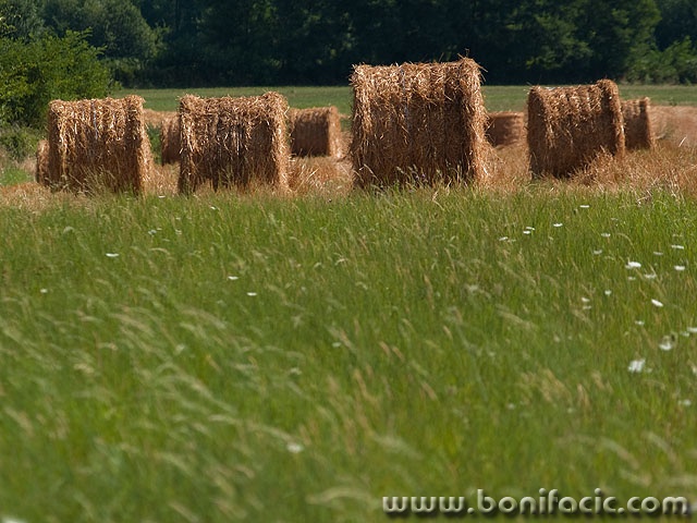 bale2mal