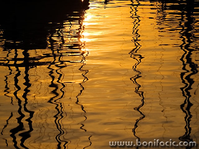 goldodrazjarbolimarinabiograd1_mal