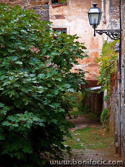 pazin1mal