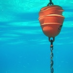 animals___Spawn___Stara Baska, Croatia.