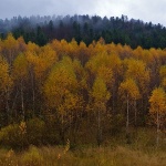gkotar17mal