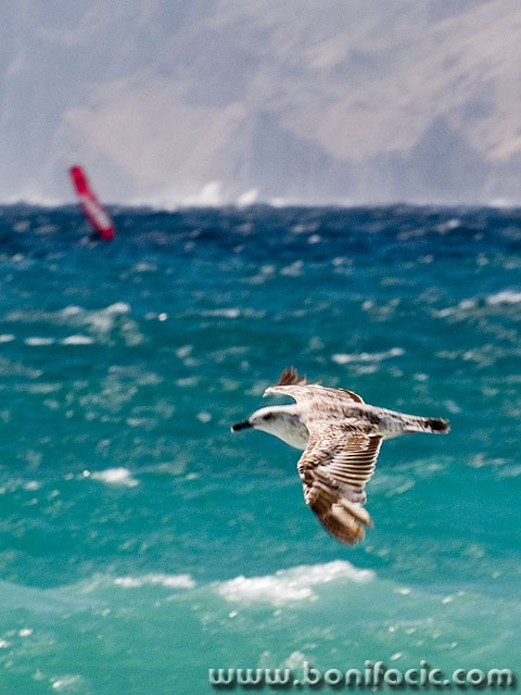 galebsurfmal