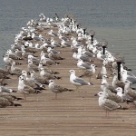 animals___Standby___Punat, Croatia.