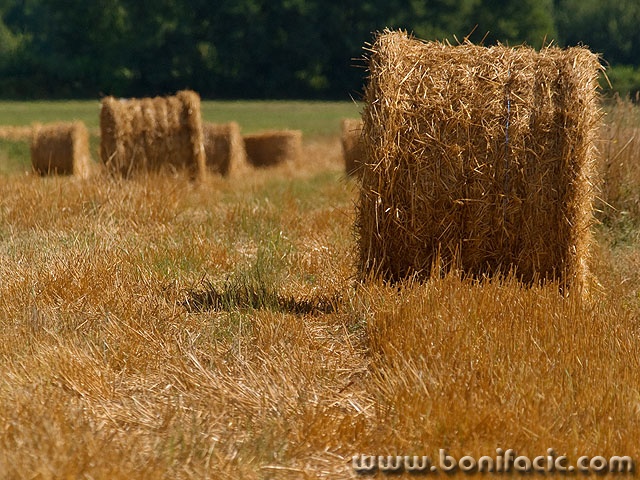 bale1mal